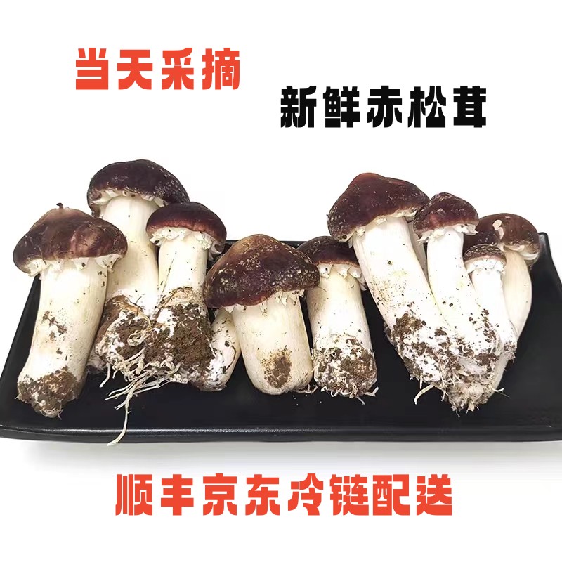 新鲜菌菇赤松茸 新鲜上市大球盖菇蔬菜火锅食材基地直发顺丰京东
