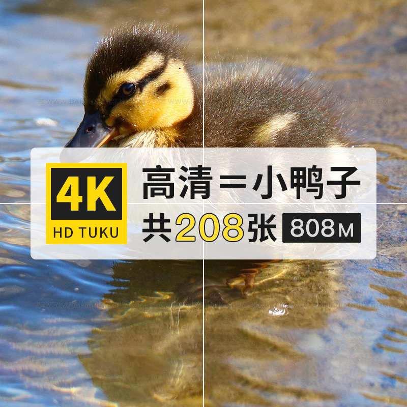 小鸭子幼崽水禽家禽动物大图4K高清电脑图片壁纸海报插画jpg素材