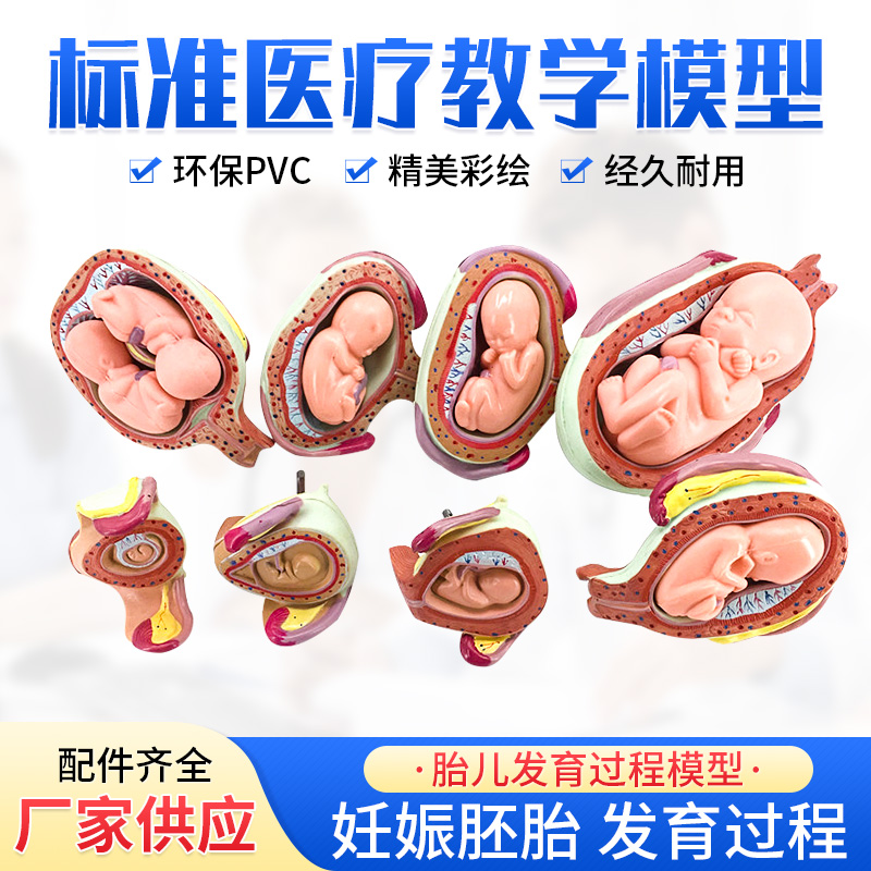 妊娠发育过程模型 胚胎计划生育模型  胎儿发育过程模型 子宫解剖