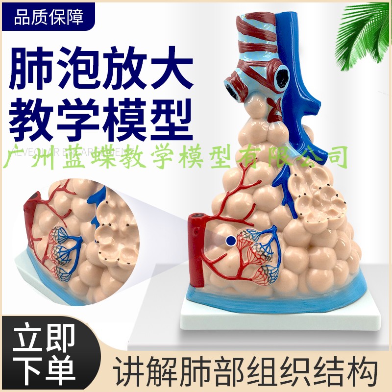 肺泡放大模型 肺组织结构 人体肺部解剖教学实验仪器材 肺部模型