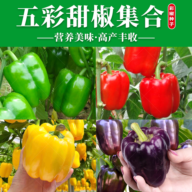 五彩甜椒辣椒种子大全四季高产盆栽太空椒彩色辣椒菜椒蔬菜种孑