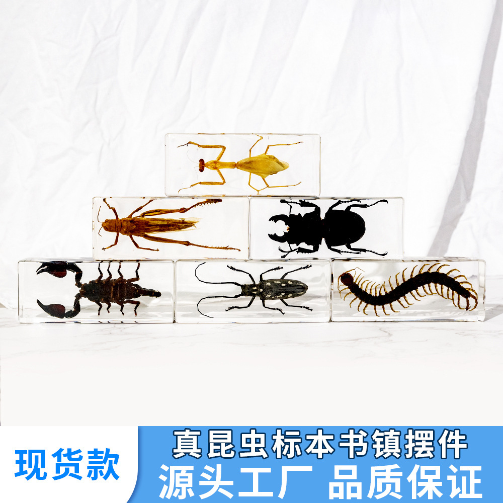 源头供应儿童节树脂滴胶昆虫标本真实蝎子蜈蚣桌面工艺品摆件
