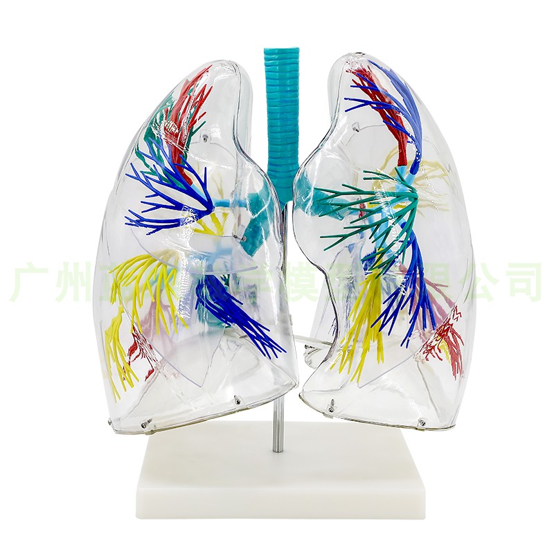 肺段模型，透明肺段模型肺模型 胸外科支气管树人体肺部解剖模型