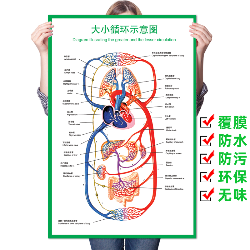 医院医学挂图人体大小循环血液系统示意图解剖图海报内脏结构图
