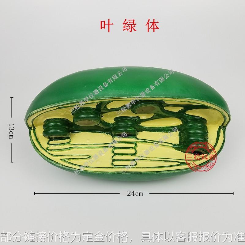 细胞器结构模型 高中生物教学仪器 线粒体叶绿体高尔基体体