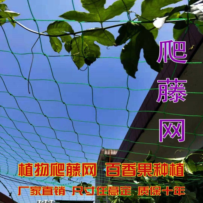 爬藤网种植网丝植物阳台牵引 百香果网 专用网 爬藤葡萄架藤蔓