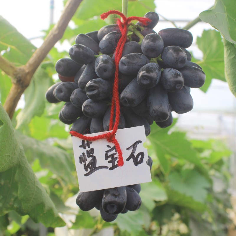 北方耐寒葡萄品种