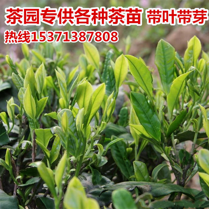 绿茶树