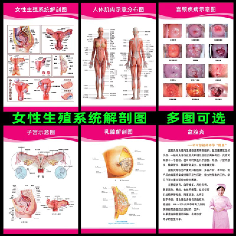人体解剖彩色学图谱女性生殖系统肌肉宫颈卵巢子宫示意图妇科挂图