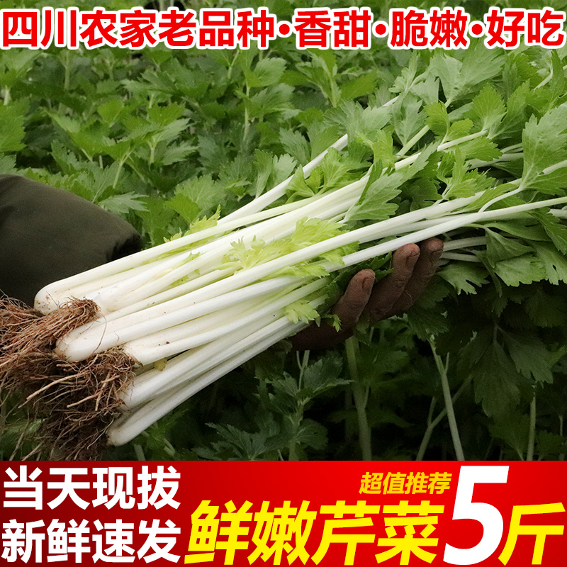 四川芹菜5斤新鲜蔬菜水芹菜当季清香白芹菜时令叶菜