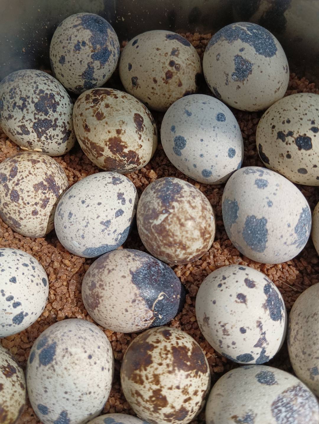 白羽鹌鹑种蛋受精蛋可孵化买20送4黑色公白色母顺丰包邮