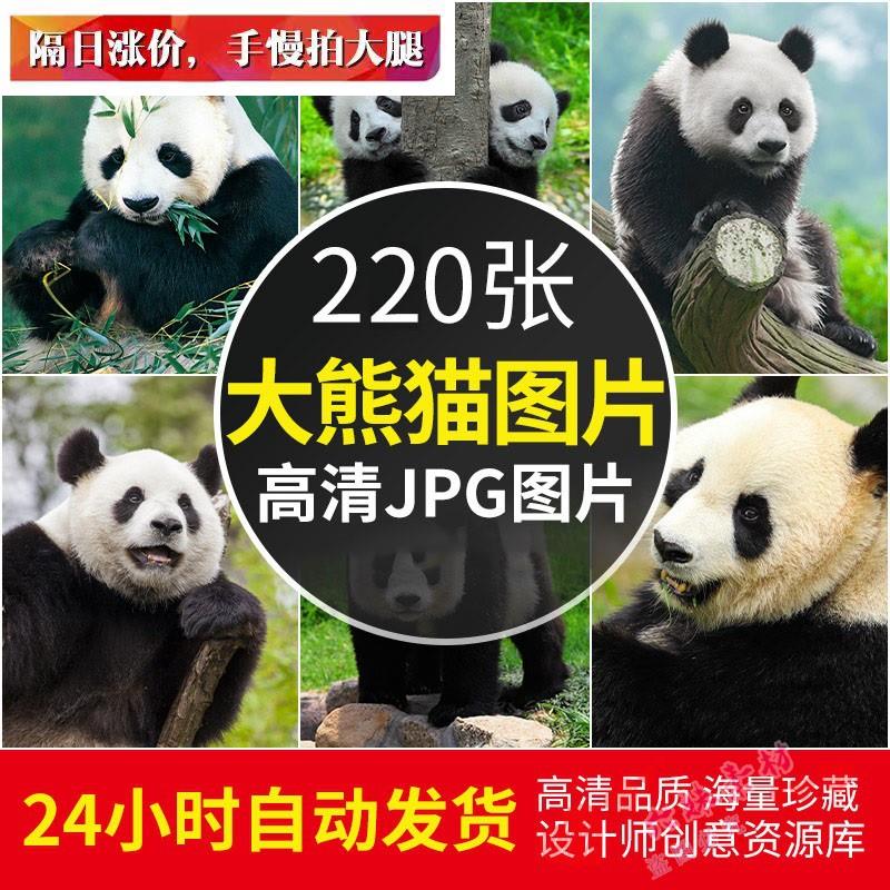高清大熊猫图片动物园可爱熊猫摄影照片绘画参考设计素材自动发货