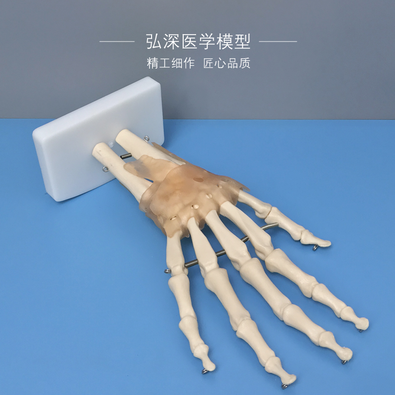 人体手骨b模型手腕关解手部节剖手掌教骼结构韧带活动医学骨学模