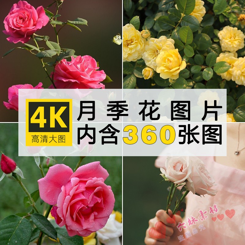 4K高清月季花摄影特写照片手机电脑壁纸玫瑰背景图片ps设参考素材