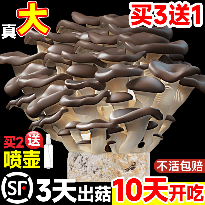 蘑菇盆栽
