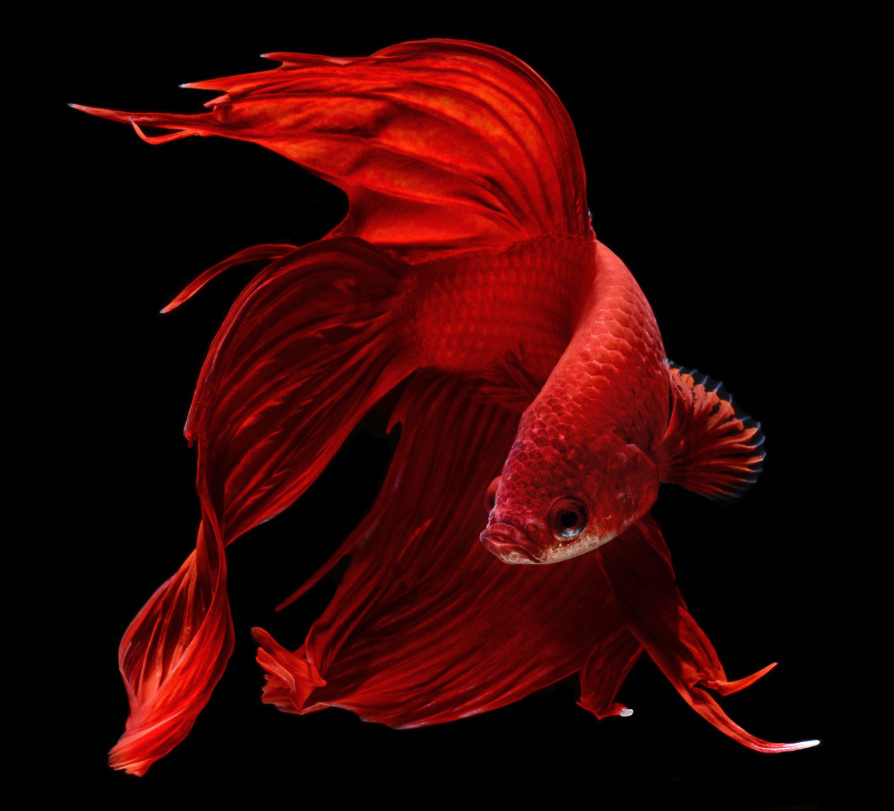 HQ494金鱼热带鱼观赏鱼摄影图片绘画高清喷绘印刷装饰画素材图库