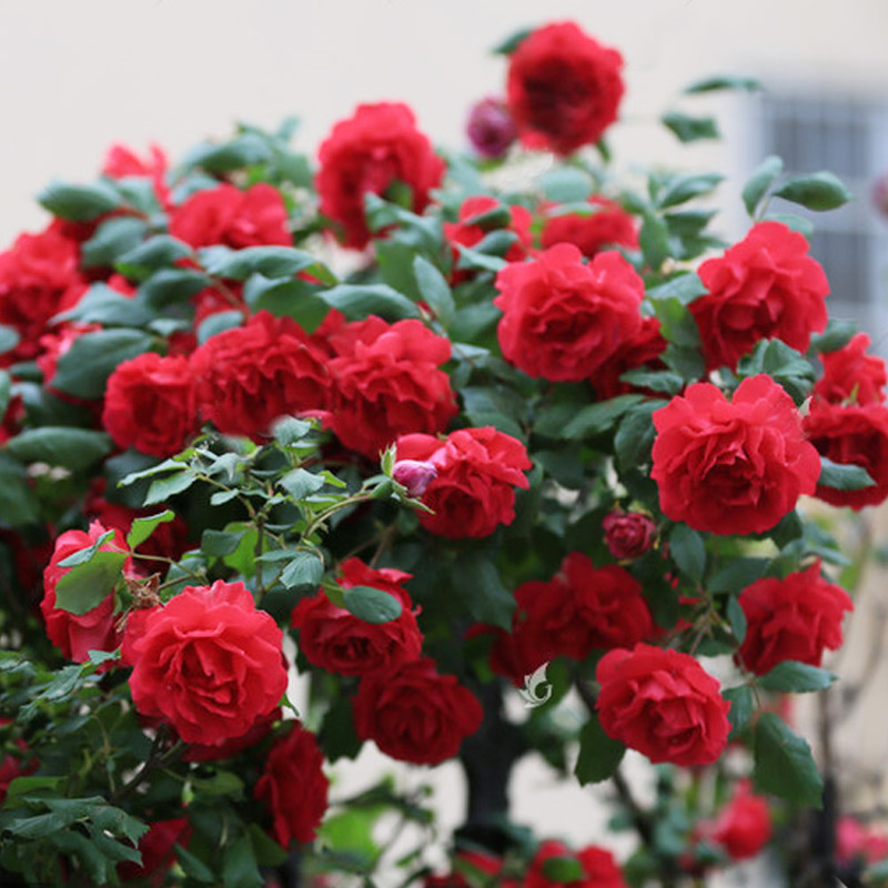 大花红色爬藤月季苗御用马车庭院爬墙四季玫瑰藤本蔷薇浓香植物
