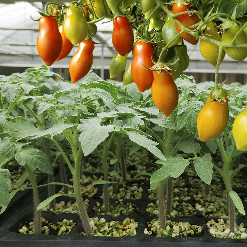 花生小柿子种子苗秧四季食用水果盆栽樱桃小番茄种籽孑西红柿幼苗