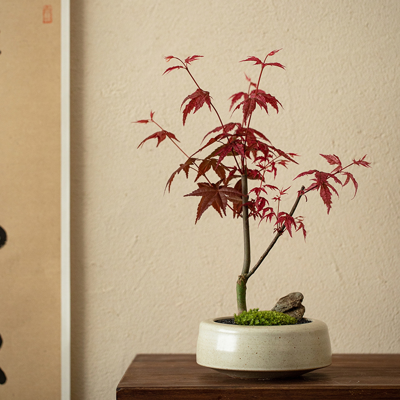 日本红枫禅意盆景四季好养观叶植物室内茶室桌面净化空气绿植盆栽