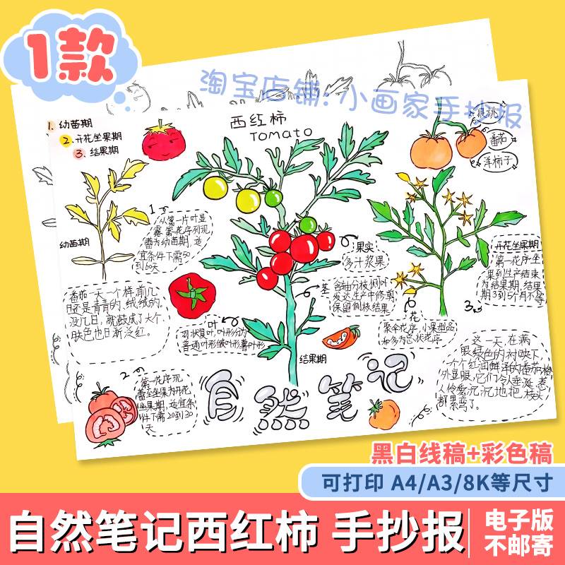 西红柿番茄手抄报模板电子版自然笔记植物生长成长记录小报线稿a4