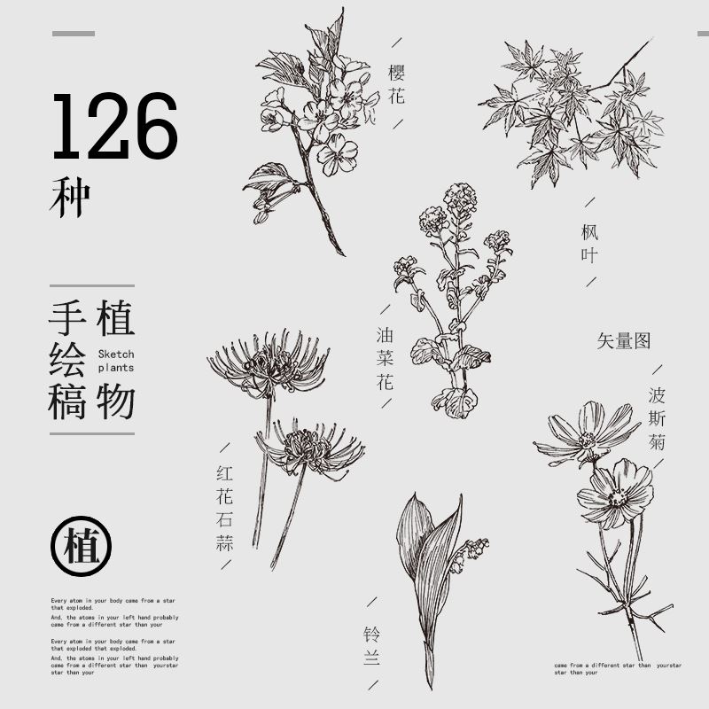 手绘线稿素描草本植物花卉水仙菊花线描化妆品包装AI矢量设计素材