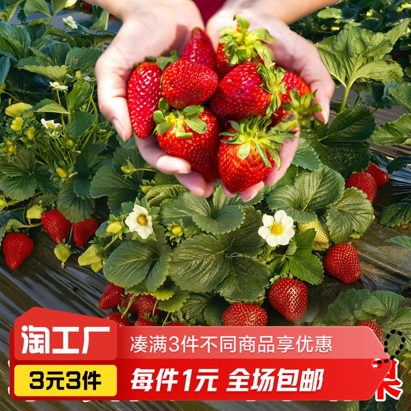 四季草莓种籽500粒