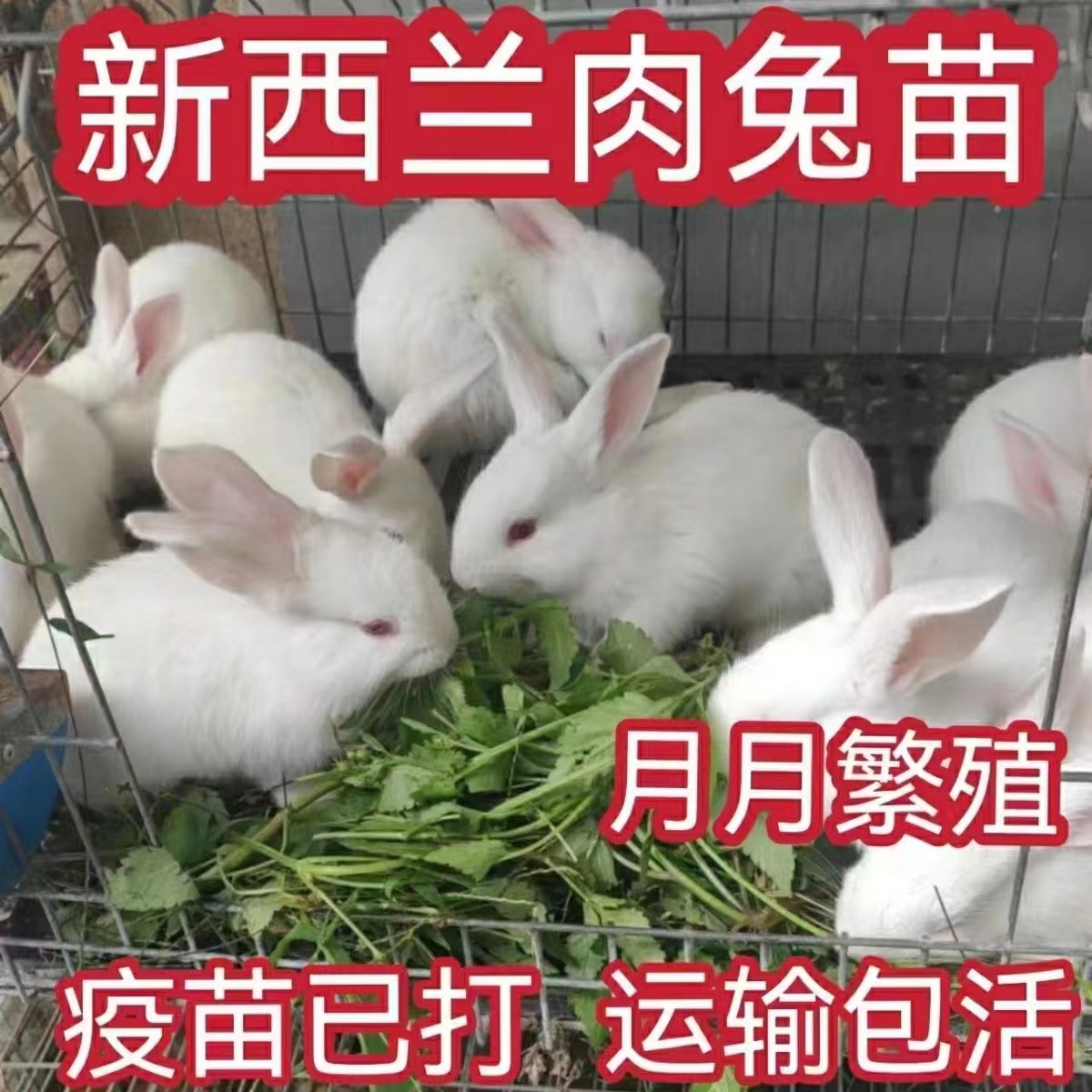 兔子活物巨型肉兔苗可选公母一对小白兔活体家兔幼崽宠物兔月月兔