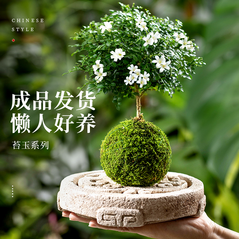 苔玉藓球中式禅意盆景达摩九里香室内客厅绿植罗汉松四季好养植物