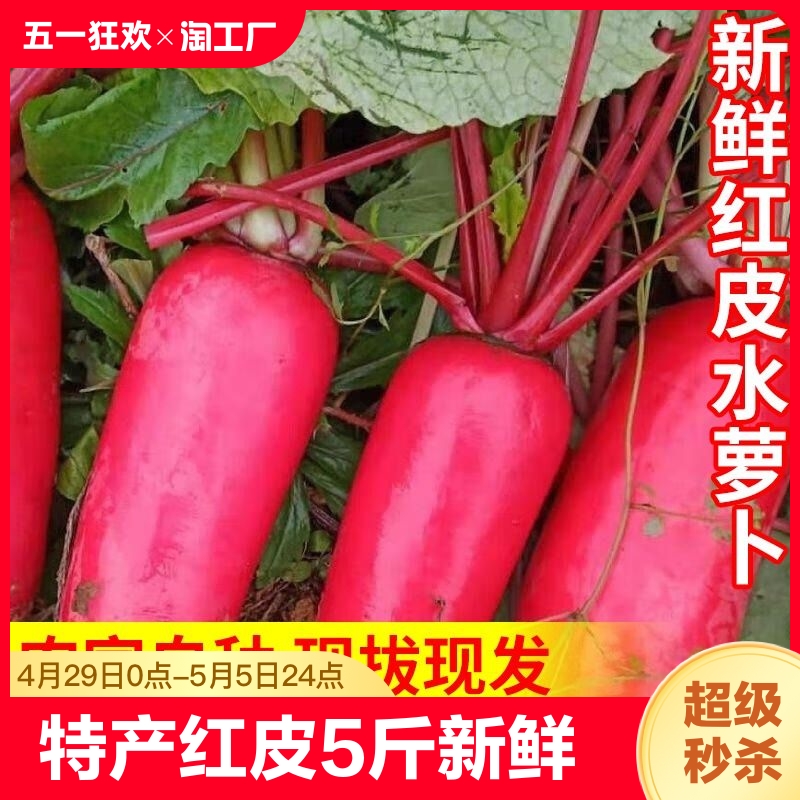 山东特产自种红皮萝卜5斤新鲜现摘白肉水萝卜泡菜胭脂萝卜3斤8斤
