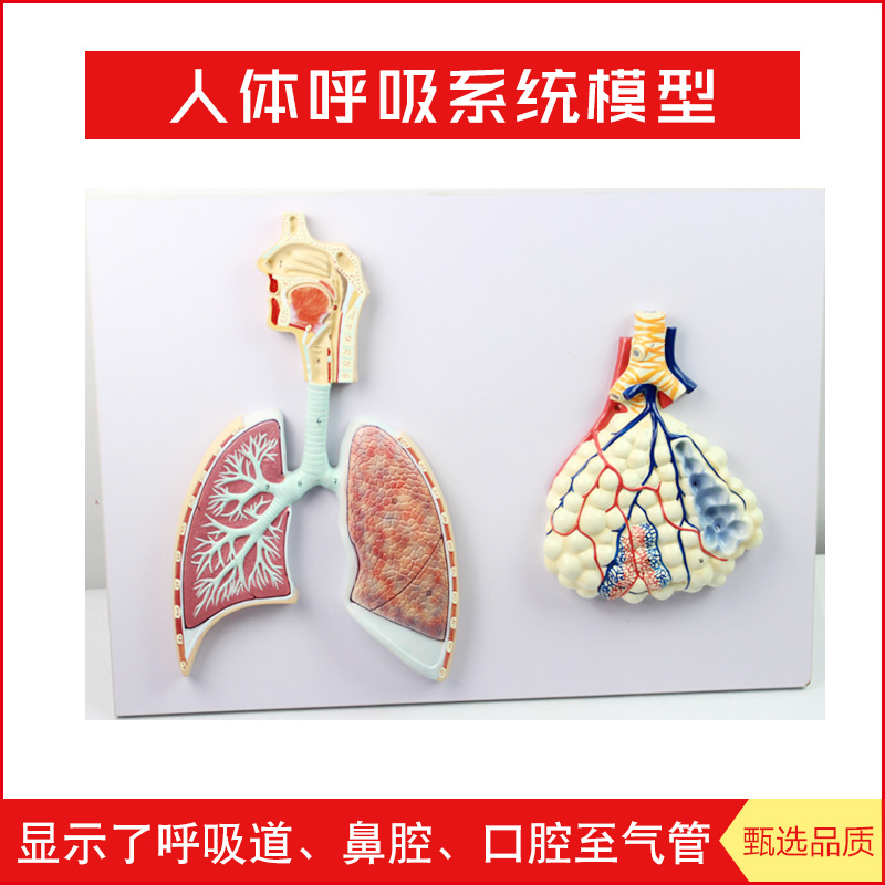 人体呼吸系统解剖模型标本口鼻咽喉肺段鼻腔支气管肺小叶肺泡模型