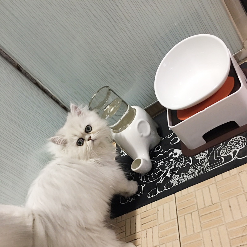 大象饮水器 宠物猫用不湿胡子喝水碗防打翻湿下巴猫咪陶瓷喝水器