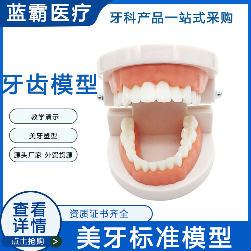 牙科标准模型牙齿教学模型美牙树脂贴面全瓷贴片牙齿练习牙模