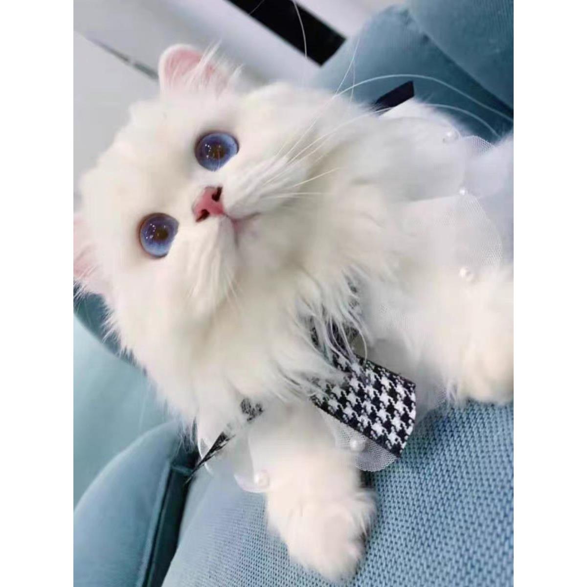 纯白蓝眼睛猫