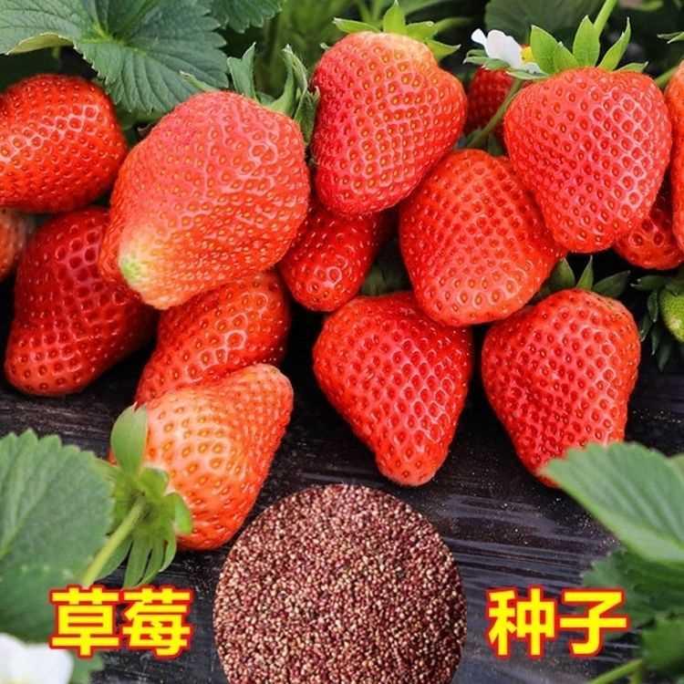 四季草莓种子奶油红草莓白易活阳台水果盆栽子皇后花卉种子种籽