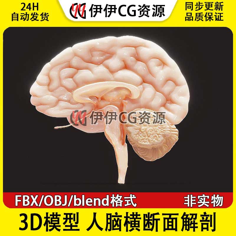 3D模型FBX医学结构解剖人脑横断面解剖blend格式PBR大脑剖面人脑