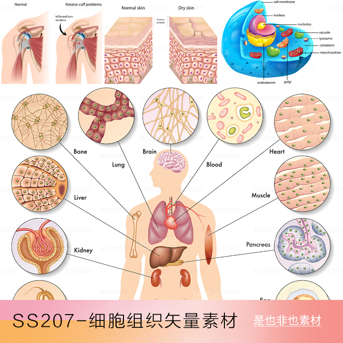 医学元素肺心脏肌肉组织皮下组织细胞血管咽喉膀胱血小板矢量素材