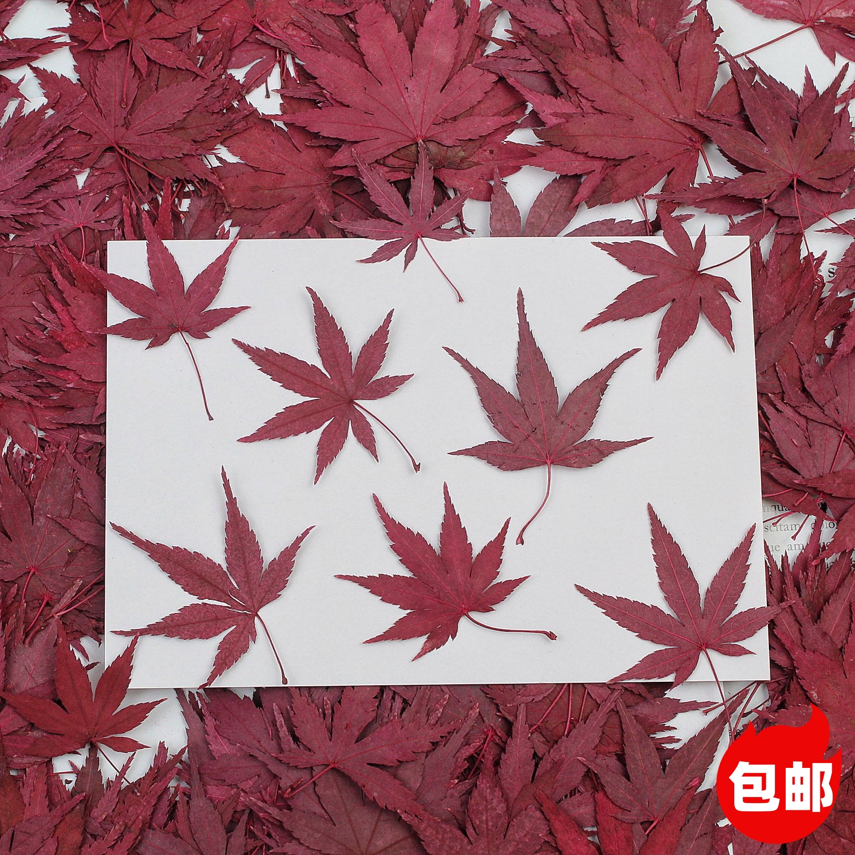 枫叶叶片秋季蛋糕装饰插件真树叶贴画干花压花书签植物标本红树叶