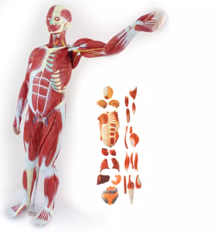 MDCD海医78CM人体全身肌肉附内脏器官解剖结构组织健身运动模型