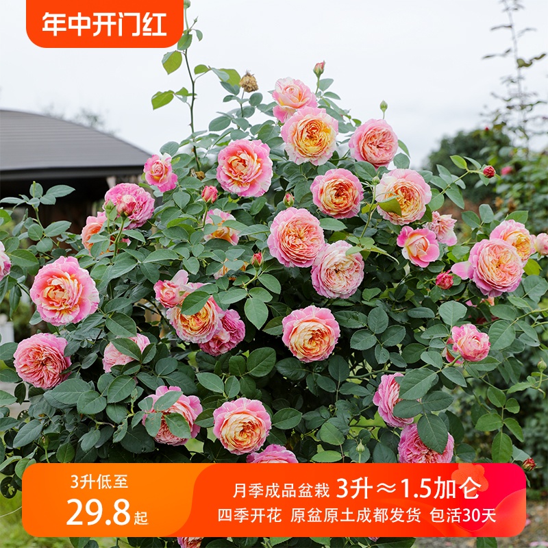惠惠的花园月季莫奈真宙阳台灌木四季开花庭院露台盆栽玫瑰