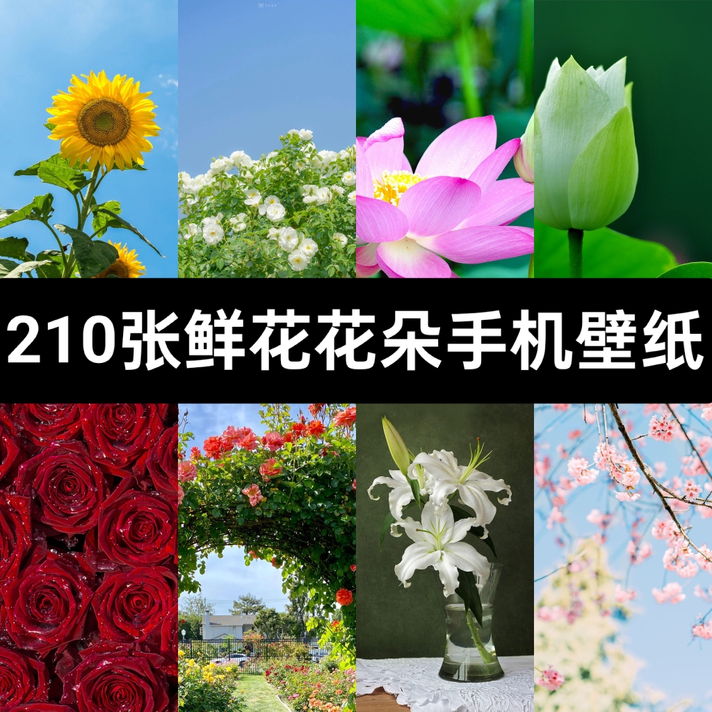210张高清2K4K花朵鲜花菊花荷花玫瑰手机桌面壁纸JPG图片素材文件