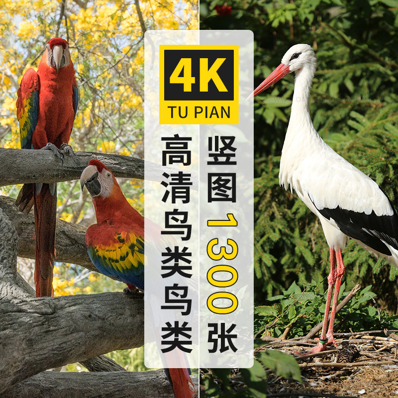 猫头鹰鹦鹉海鸥白鹭天鹅鸟类4K高清手机图片海报壁纸背景jpg素材