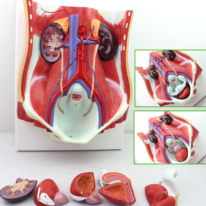 ENOVO颐诺医学人体泌尿系统模型 腹腔后壁肾脏 膀胱解剖 腹腔器官