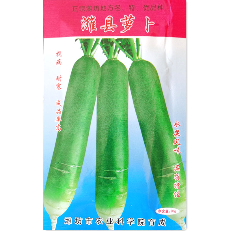 正宗潍坊潍县青萝卜种子秋季高产肉质翠绿水果萝卜种籽农家种孑
