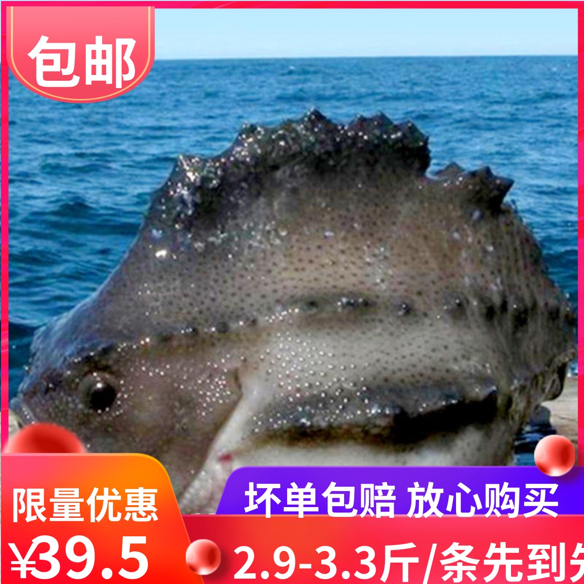 新鲜海参斑鱼2.9-3.3斤左右/条进口冰岛海参斑鱼石斑鱼胶原蛋白鱼