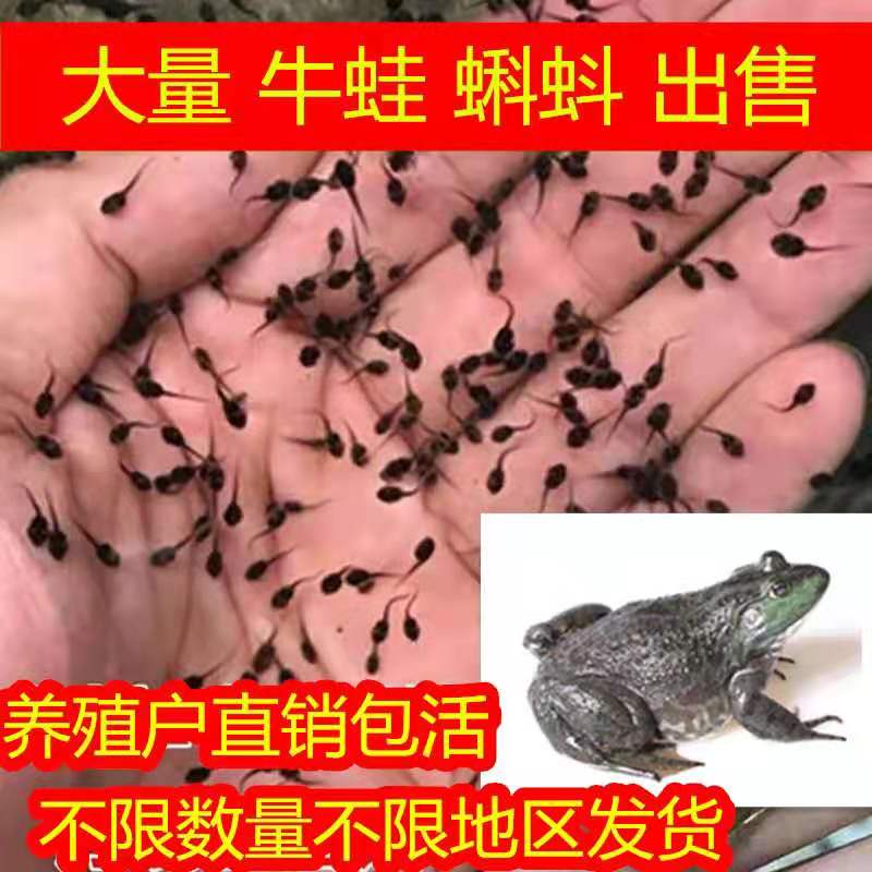 特价牛蛙蝌蚪苗活体产地直销包活包邮量大优惠不限数量发货牛蛙苗