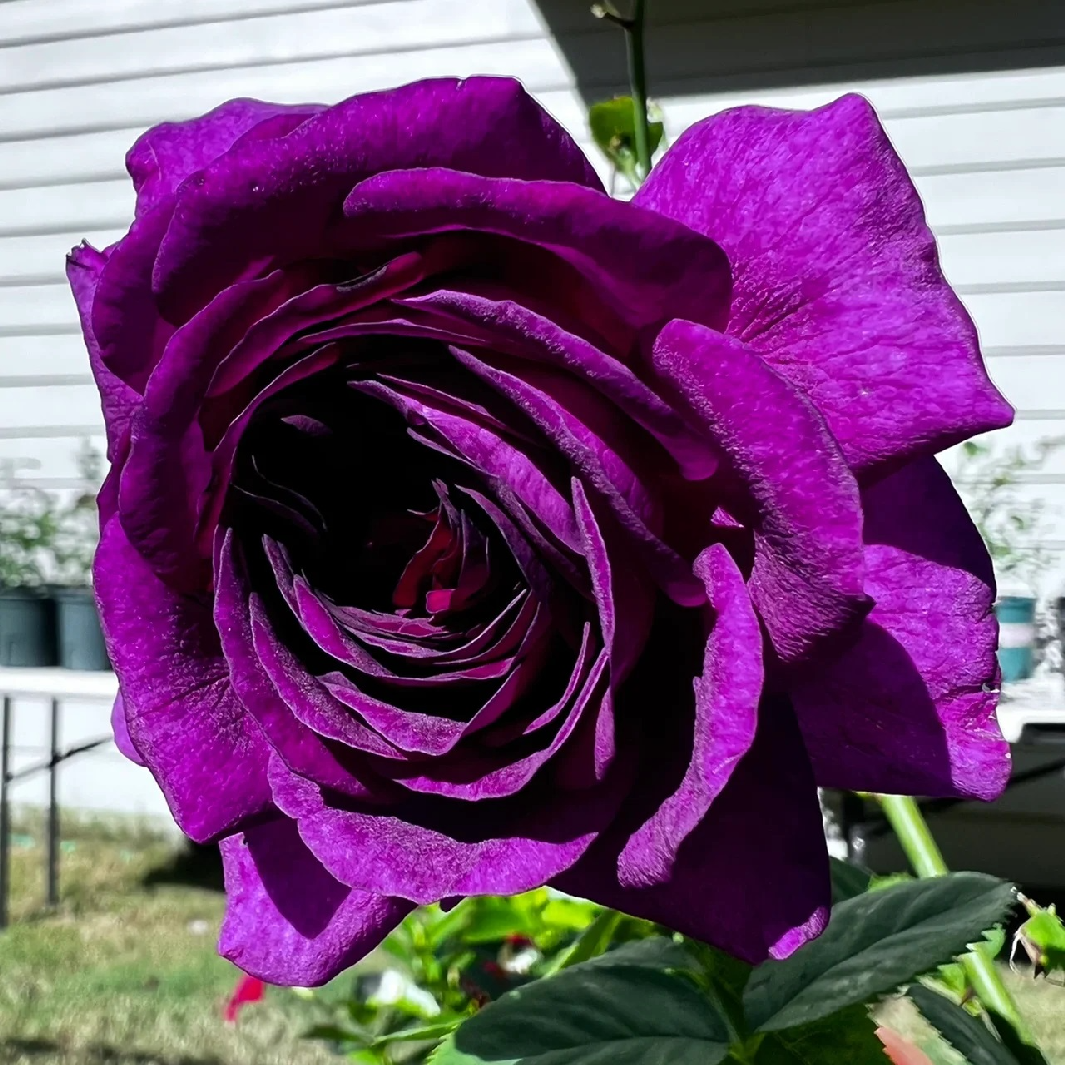 比利时  密涅瓦月季花苗特大花浓香开花紫色玫瑰阳台四季盆栽花卉