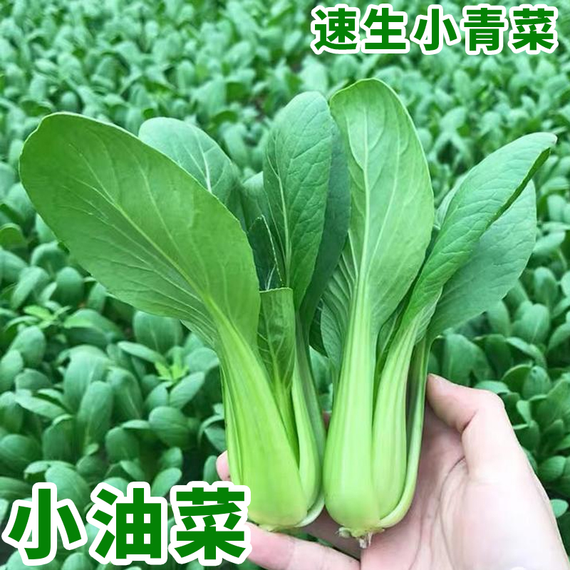 上海青油菜