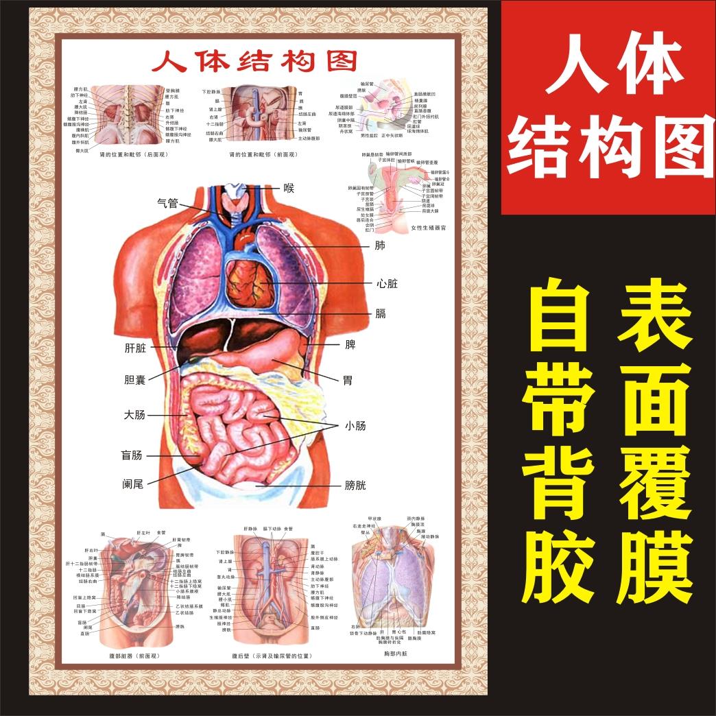 人体结构图穴位医学人体解剖图片全身内脏器官骨骼肌肉构造挂图画