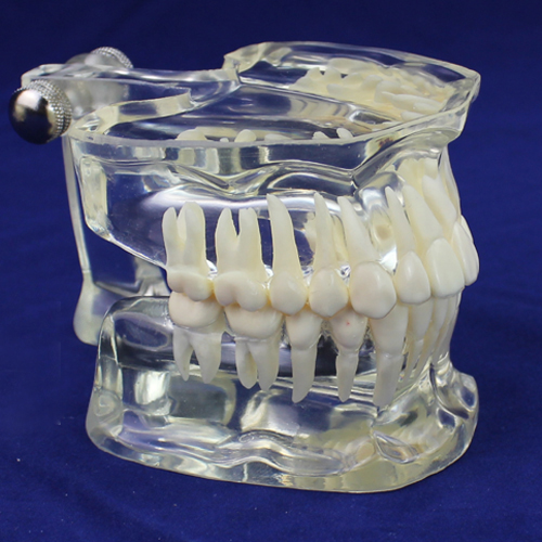 ENOVO颐诺透明成人标准牙齿模型口腔牙齿科标准牙列模型牙医颌面