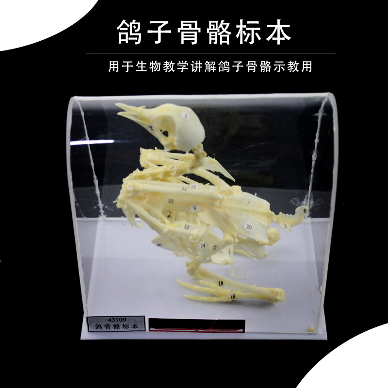 鸽骨骼标本 鸟类骨骼标本 生物标本 鸽子骨架模型 教学仪器初中高中 生物模型 教学仪器 实验器材
